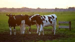 Home Een goed ingericht boerderij met functionele opstelling voor optimale goede inrichting van je stal