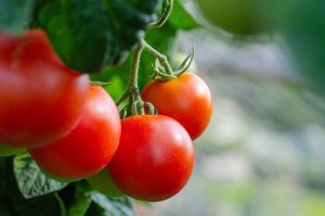 Home Tuta absoluta tomatenmineermot met schade aan tomatenblad en vrucht door larvale tunneling