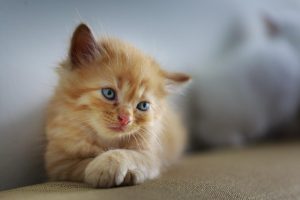 Dierenwinkel in Venray met breed assortiment huisdiervoer, speelgoed en verzorgingsproducten voor katten, honden en andere hu