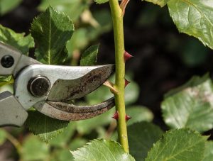 Visuele gids voor een simpel, schoon en groen huis en tuin met praktische stappenplan en routines