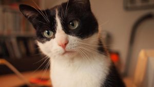 Kruisbandproblemen bij honden en katten: illustratie van kniegewricht met beschadigde kruisband